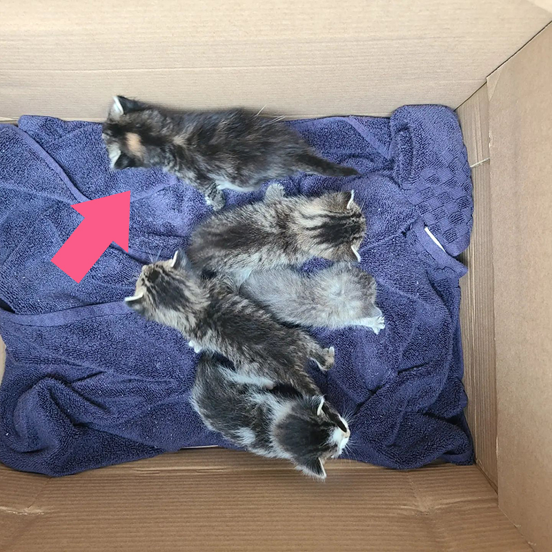 Box of rescued kittens arrive at Furrr 911 rescue in Westchester County, NY, picture 2