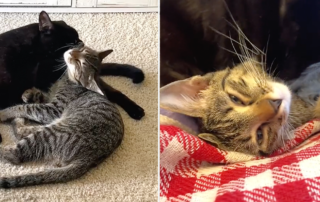 Kat Davis, TikTok, Uno, Dos, rescued cats