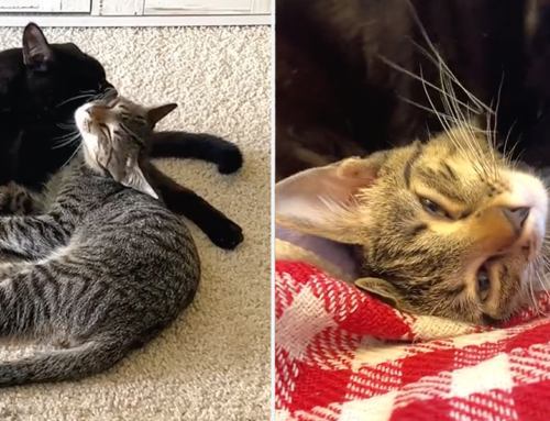 Celebricat One-Eared Cat Uno Immediately Adores Adopted Kitten Dos