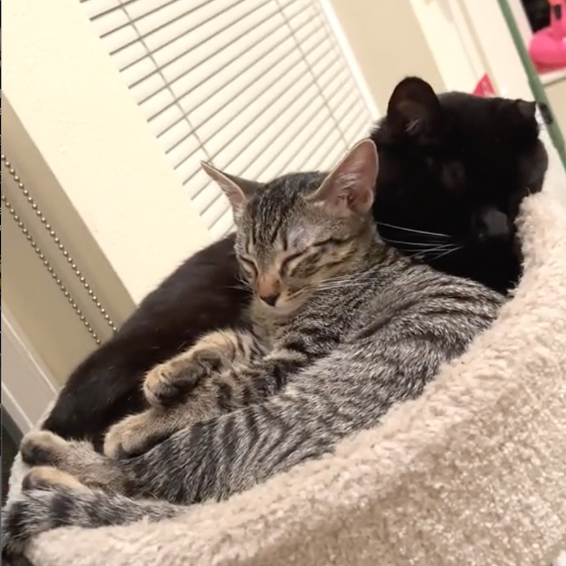 Uno and Dos in a cat bed cuddling