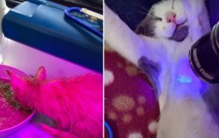 Ringworm fungal infection, blacklight, UV disinfecting light