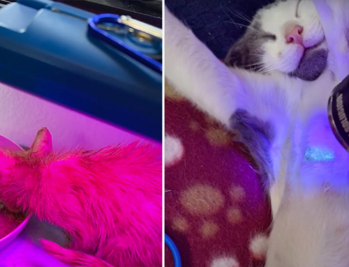 Could Light Therapy Help Kittens Battling Ringworm Fungal Infections?