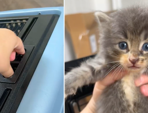 Rescuers Share Sweet ‘Unboxing’ of the ‘Golden Oldies’ Kittens