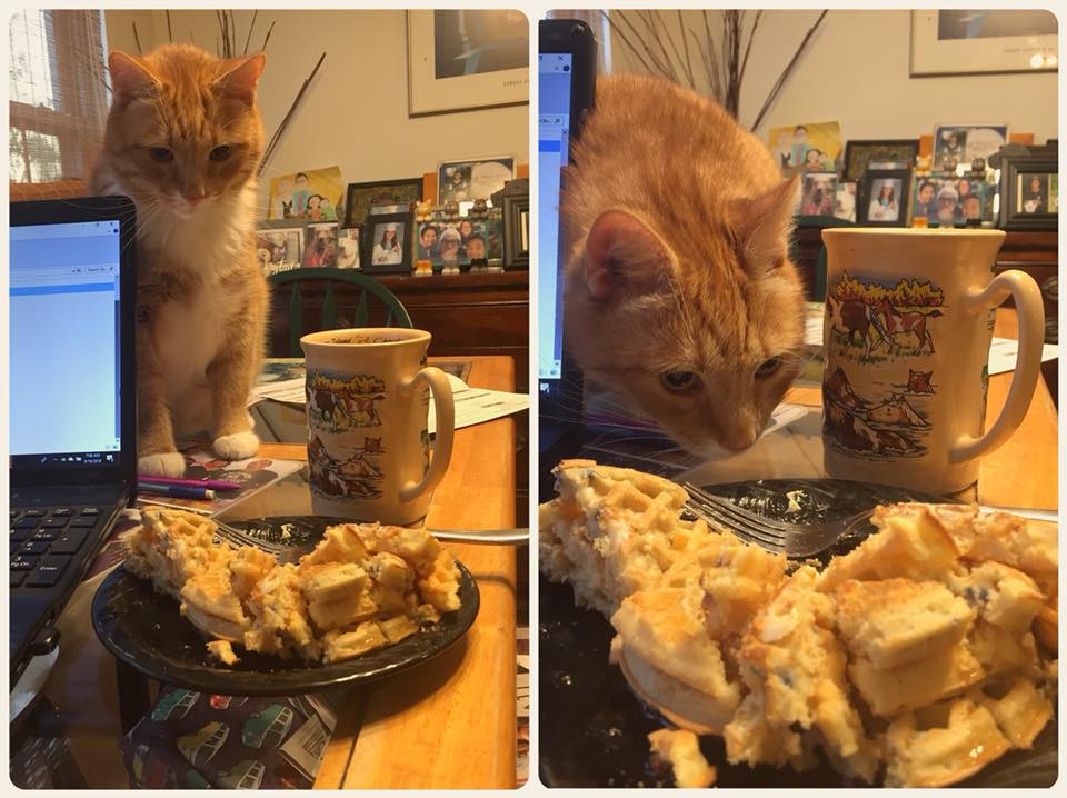 Lenny trying to eat waffles.