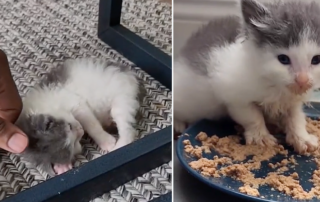 Abdul's Cats, foster kitten Mica has funny relationship with food, Washington Metropolitan Area