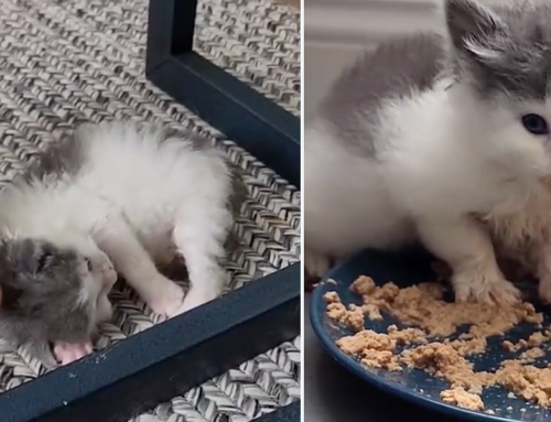 Tiny Foster Kitten Mica Has Funny Relationship with Food