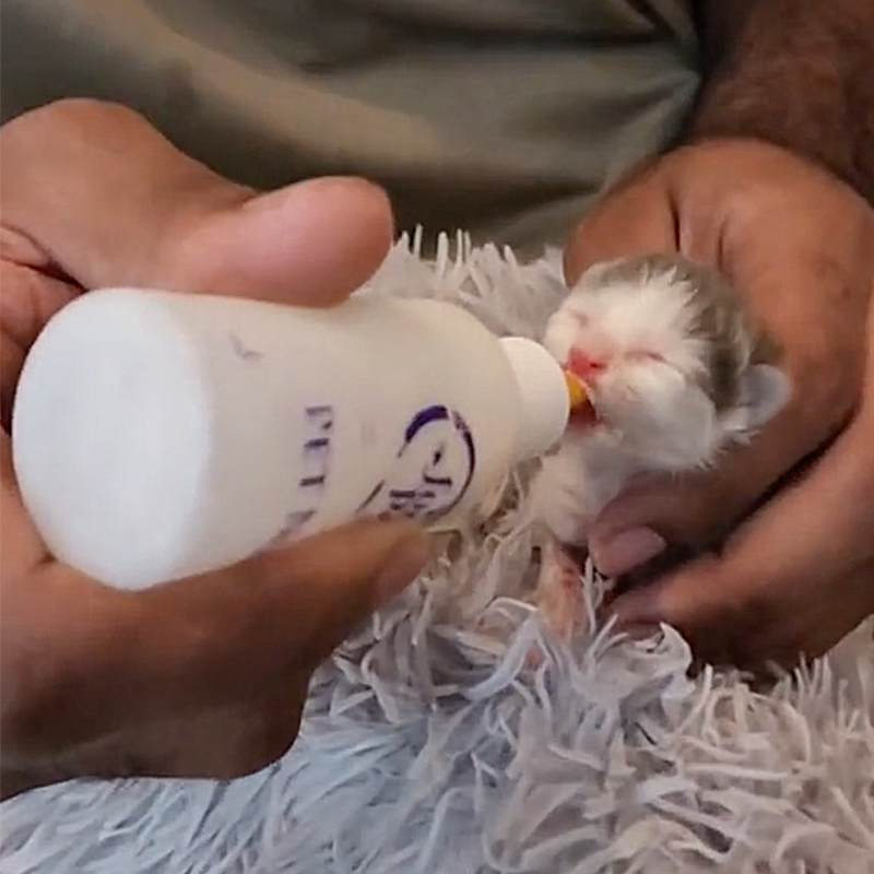 Tiny bottle baby Mica