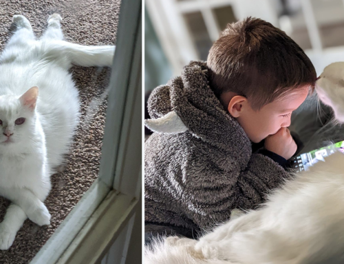 Young Fosterer Bonds with Rare Albino Mama Cat Jazmine and Her Babies