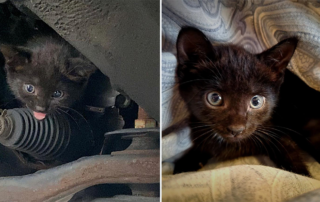 Brooklyn Cat Cafe, NY, Rice Cafe, kitten rescue under car in Brooklyn, My Feral Lady, Sunset Park Cats