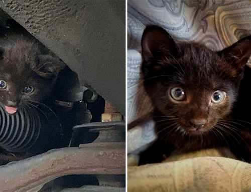 Tiny Kitten’s ‘Big Lungs’ Lead Rescuers to Find Her Hiding Under Car