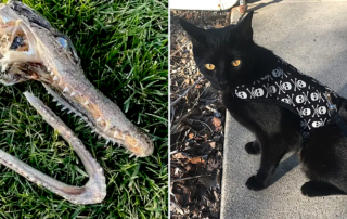 Burnt toast the rescued 2-year-old black cat drags alligator from Lake Keesus, Wisconsin, Wendy Wiesehuegel