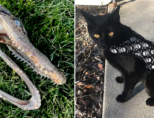 Rescued Cat ‘Burnt Toast’ Proudly Drags in Proof of Alligator in Wisconsin Lake