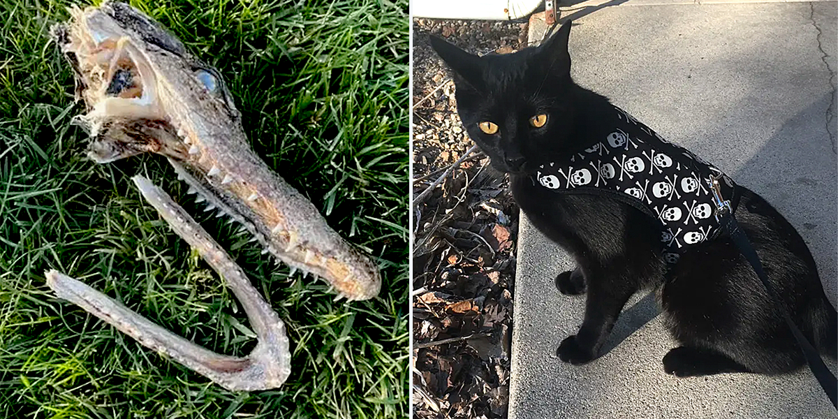 Burnt toast the rescued 2-year-old black cat drags alligator from Lake Keesus, Wisconsin, Wendy Wiesehuegel