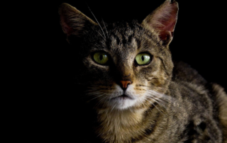 Knowing signs when a cat is in pain, Tabitha Kucera, Chirrups and Chatter, Ohio, cat behavior specialist