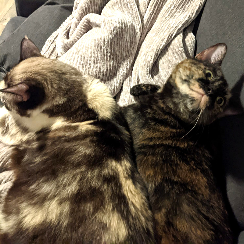 Cocoa and Snowball cuddling on the sofa in foster home, Melissa Catellier 