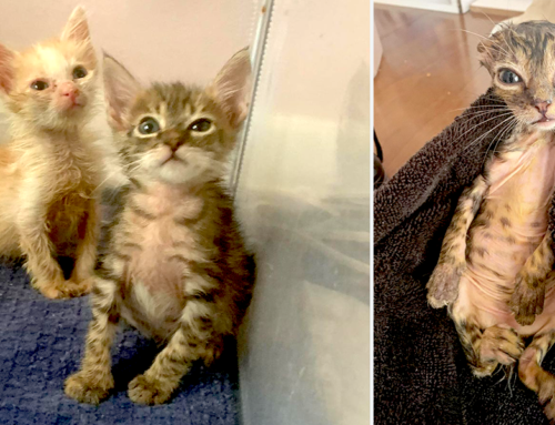 Foster Mom Saves the ‘Crusty Noodles’ Kittens Found Cold and Lifeless