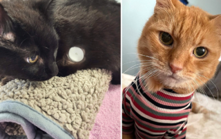 Rescuers Find New and Creative Ways to Help Cats with Diabetes, Shadow the cat wears FreeStyle Libre device. Leah the cat wears sweater to keep her from scratching at her device to monitor Diabetes