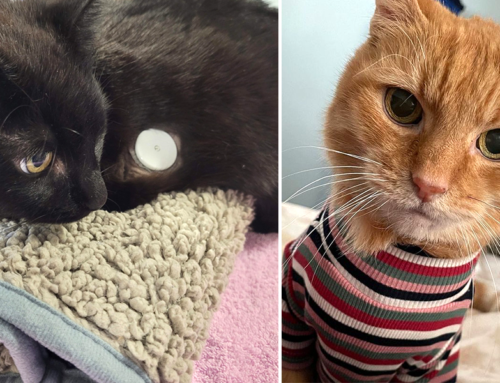 Rescuers Find New and Creative Ways to Help Cats with Diabetes