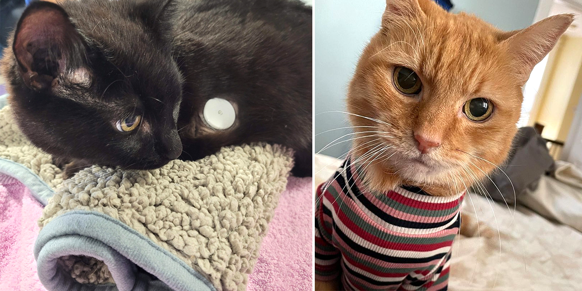 Rescuers Find New and Creative Ways to Help Cats with Diabetes, Shadow the cat wears FreeStyle Libre device. Leah the cat wears sweater to keep her from scratching at her device to monitor Diabetes
