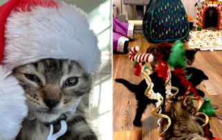Evergreens, Evergreen, New Kittens on the Block, IndyHumane, Indianapolis, Indiana