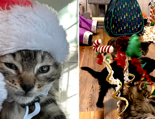 Seven Kittens Named for Evergreens Get Up to Holiday Mischief in Foster Home