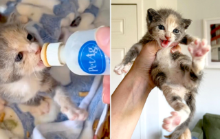 Kitten formula, calico kitten, Flora, Heidi Wrangles Cats, Brooklyn, New York