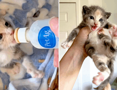 Rescuer Saves Abandoned ‘Flora’ By Switching Her Kitten Formula