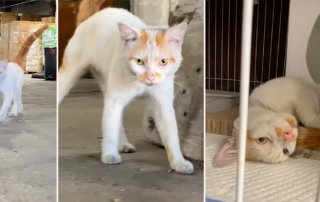Greenpoint Cats, Brooklyn, Puppy Kitty NYCity, rescue of Phillip the cat, warehouse cats