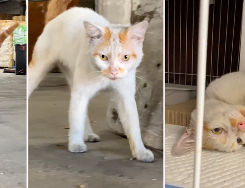 Rescuers Team Up to Save Starving Warehouse Cats and Meet the Sweetest Cat