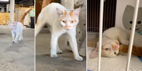 Rescuers Save Starving Warehouse Cats and Meet Sweetest Cat