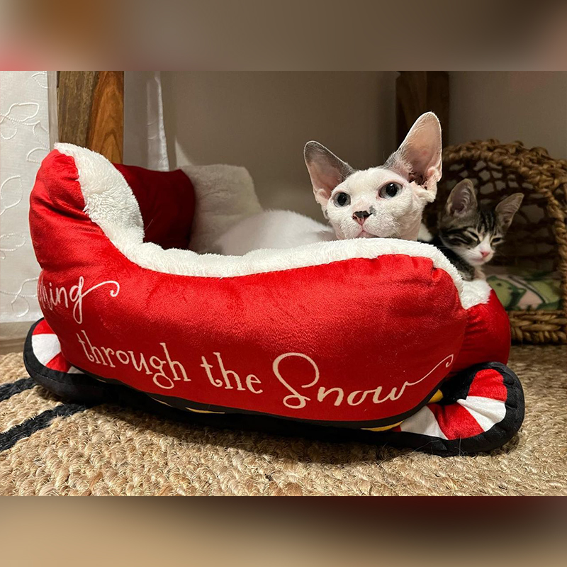 Gumby, Sphynx cat with Anchor the kitten, Portland, Oregon, Sheila, 3