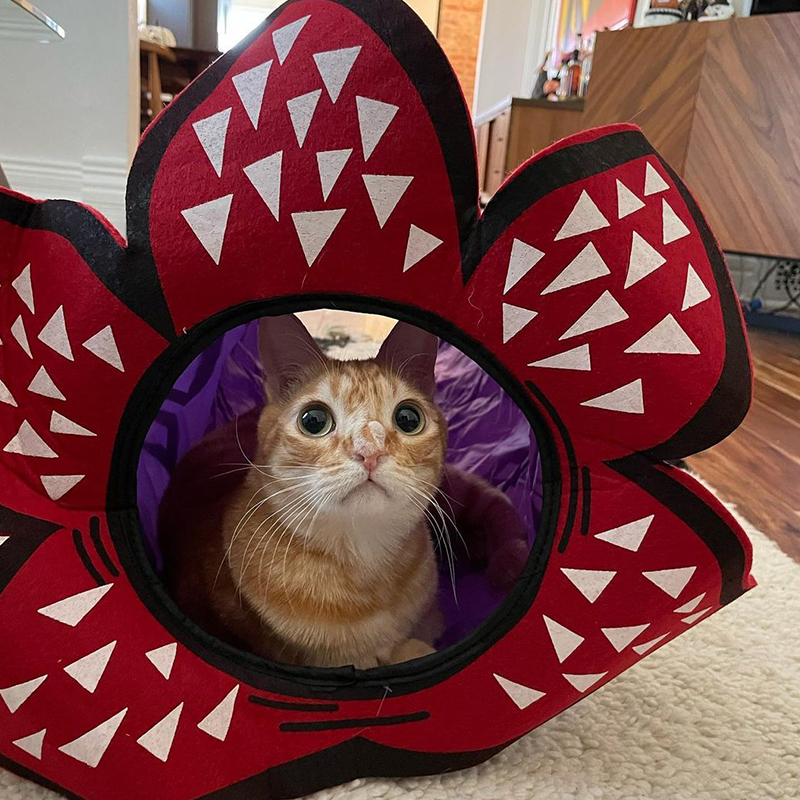 Hotwings in a Stranger Thing-inspired cat tunnel