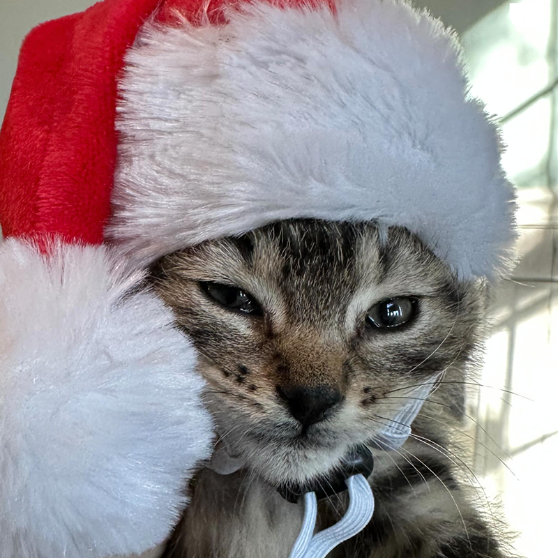 New Kittens on the Block wears Santa hat