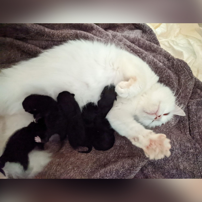 Albino mama cat Jazmine with all tuxedo babies