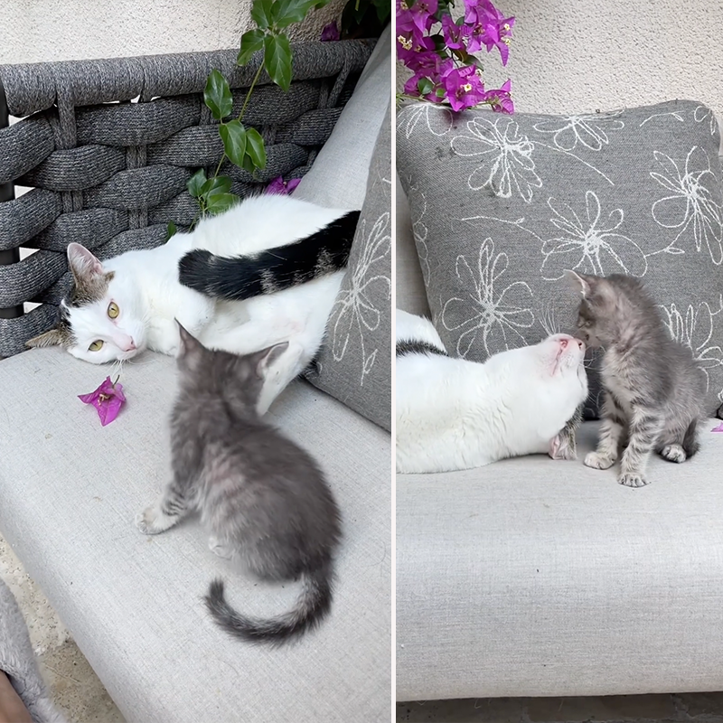 Uncle Joey meets Pipsqueak the kitten for the first time and falls in love