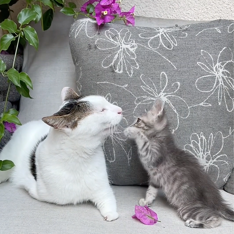 Joey and Pipsqueak playing on a chair with Bougainvillea flowers