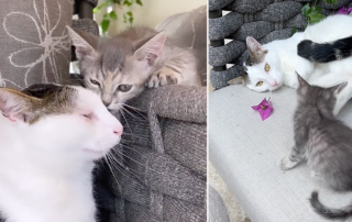 Uncle Joey the foster cat meets Pipsqueak the kitten in foster care in Los Angeles, Grace, Boomer's Buddies, Kitty Boy and Friends