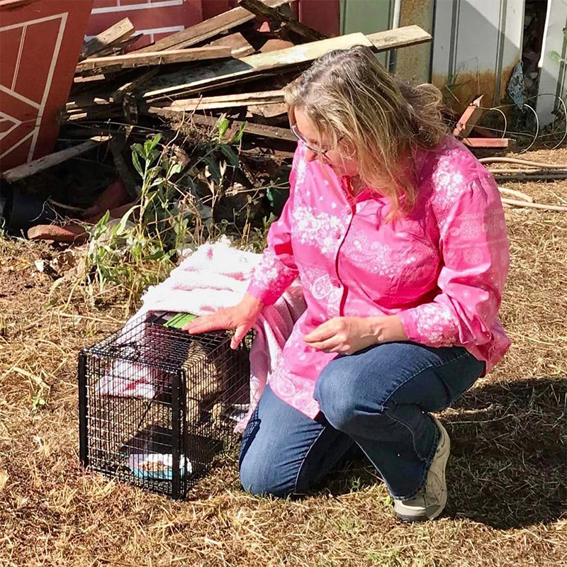 Karen in Vista, California TNR trap neuter returns cat colony with help from rescuers at San Diego-based Love Your Feral Felines, LYFF