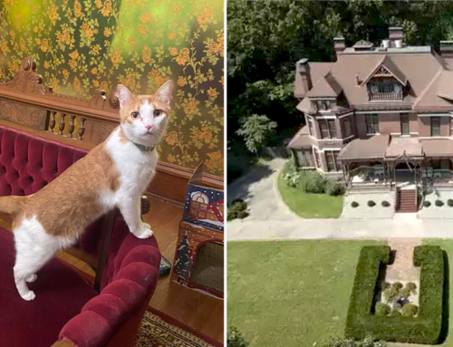 Rescued Cats Live in Victorian Opulence at Krasnesky Manor for Wayward Cats