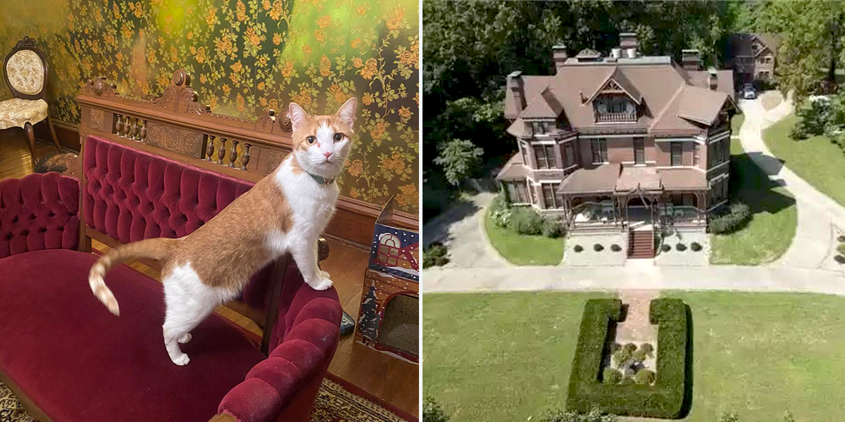 Krasnesky Manor for Wayward Cats, Thad Krasnesky, That Cat Can't Stay, rescued cats, Kansas