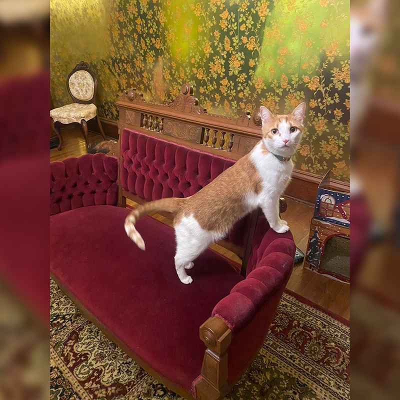 Victorian room with cat named Thor perched on the 19-the century furniture