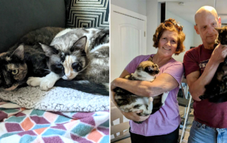San Diego rescuers at Love Your Feral Felines LYFF find second home for cat sisters Cocoa and Snowball