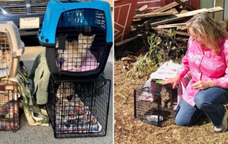 Karen in Vista, California TNR trap neuter returns cat colony with help from rescuers at San Diego-based Love Your Feral Felines