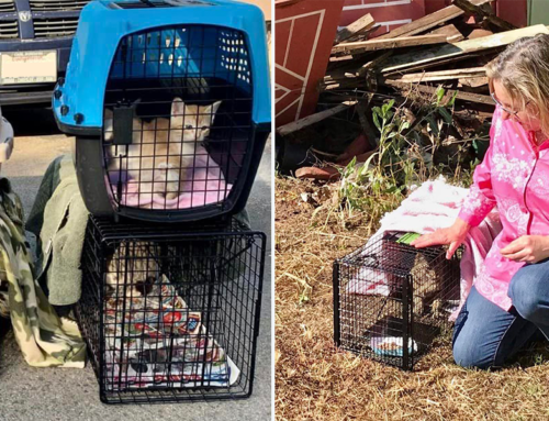 Determined Volunteer Helps Entire Cat Colony with Support from Rescuers