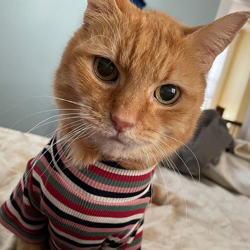 Leah, diabetic cat wears striped shirt to help her during treatment