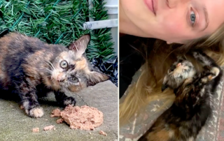 Little Wanderers NYC, Paws of Hope NYC, Brookly rescuers, Bagel the kitten tilted her head, Flatbush