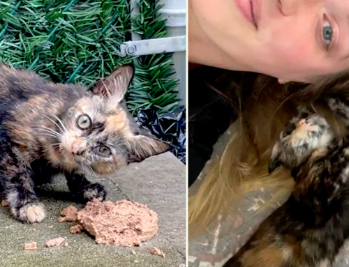 Woman Calls Rescuers When ‘Bagel’ the Kitten Started Tilting Her Head
