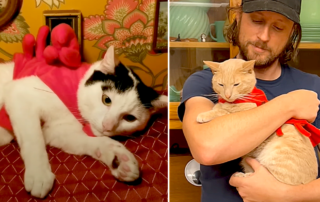 Drennon Davis, Lobster cats, Doug the Lobster Cat