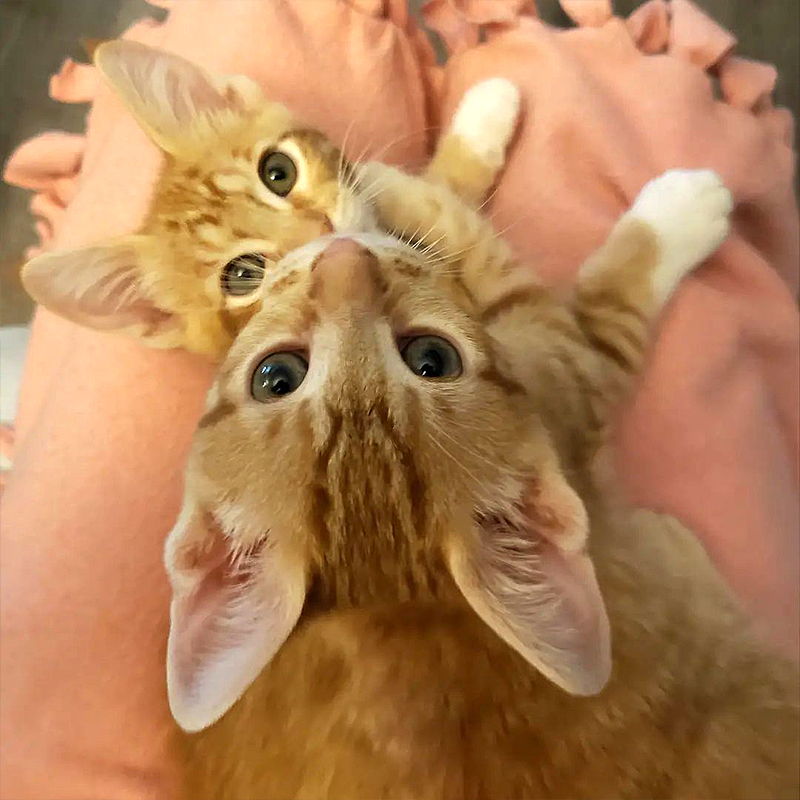 Mac and Cheese, ginger kittens with 2 heads, Wrenn Rescues