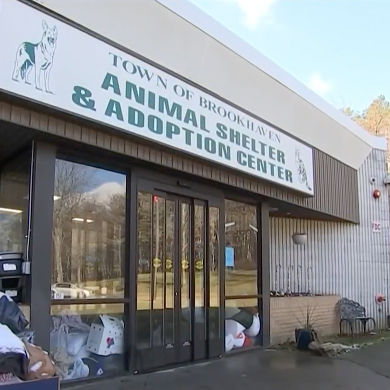 Brookhaven NY, Animal Shelter and Adoption Center, screenshot via Channel 4 NBC New York